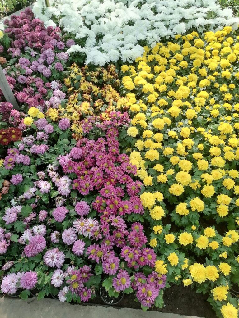 زراعه اشجار ورورد الدمام 0543594286